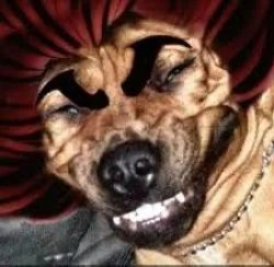 baki dog Meme Template