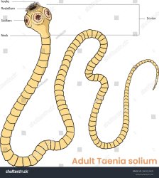 Flatworm Meme Template