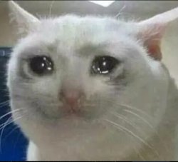 Sad Cat Meme Template