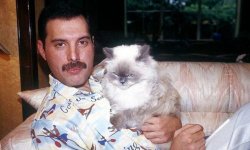 Freddie Mercury holding Cat Meme Template