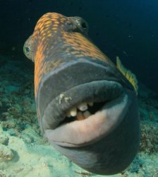 Ugly Fish Facing Front Meme Template