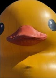 Impending Doom Duck Meme Template