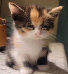 SAD KITTEN Meme Template