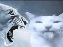 Lion vs Cat ragebait Meme Template