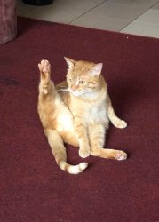 Hand-up cat Meme Template