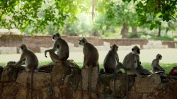 Monkey temple Meme Template