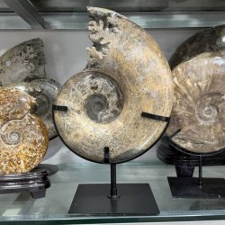 Natural Ammonite Fossil Olecranon Conch Crystal Mineral Specimen Meme Template