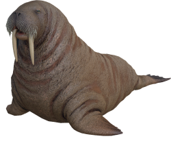 Walrus Meme Template