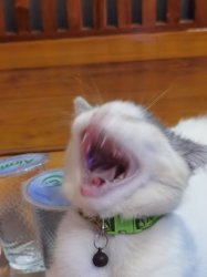Laughing Cat Meme Template