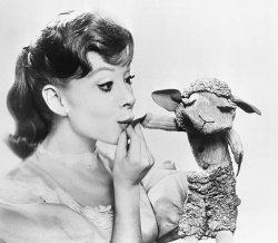 Please Type "Rabbi Rothschild" In YouTube & Filter By "Live" Meme Template