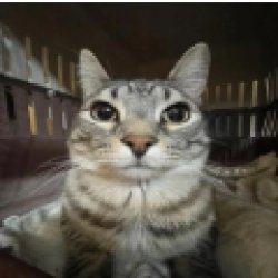 staring cat Meme Template