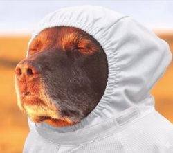 Semicon cook dog Meme Template