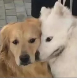 Dog too close staring in the others soul Meme Template
