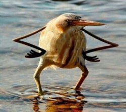 So, Blat Bird Meme Template