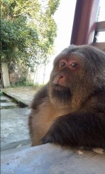 Judging primate Meme Template