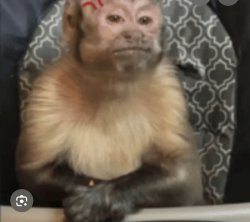La Mama Meme Template