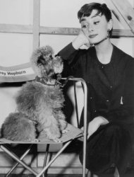 Please Type "Rabbi Rothschild" In YouTube & Filter By "Live" Meme Template