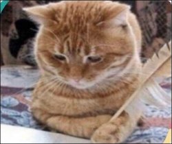 mad cat Meme Template