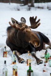 Moose Drunken liquor snow MAGA JPP Meme Template