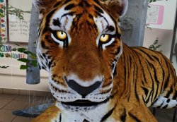 big nose tiger Meme Template