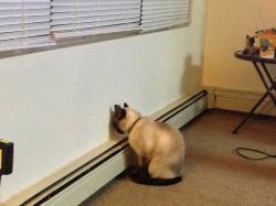 cat staring at wall Meme Template