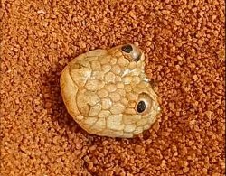 Arabian Sand Boa Meme Template