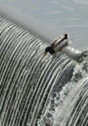 Toss duck Meme Template