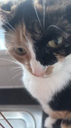 Steven Meme Template