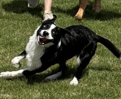 Fast dog Meme Template