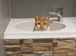 Cat in sink Meme Template