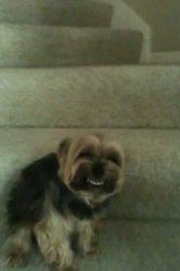 Smile Dog Meme Template