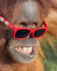Orangutan Disbelief Meme Template