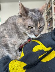 Symphony Cat RBF Meme Template