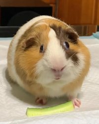 guinea pig Meme Template