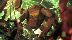 Project Hail Mary Rocky Meme Template