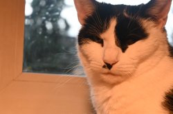 Judging Cat Meme Template