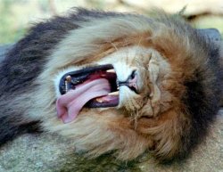 Lion Yawning Meme Template