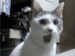 Cat gasping Meme Template