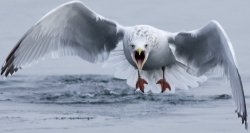 Seagull Meme Template