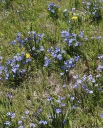 Blue-eyed grass gardening wildflower Meme Template