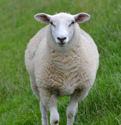 Sheep Meme Template