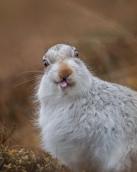 Bunny Stupid Meme Template