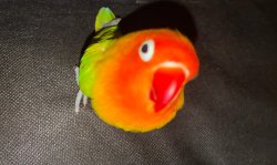 Curious bird Meme Template