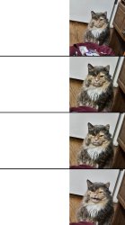 mad angry cat Meme Template