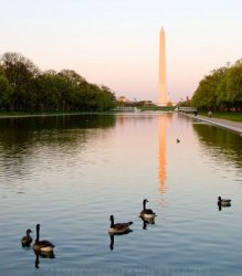 DC reflecting pool ducks Meme Template