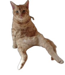 Orange Cool Cat Meme Template