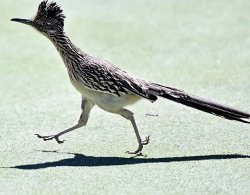 Roadrunner Meme Template