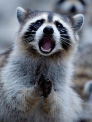 Raccoon pleading Meme Template