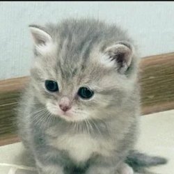 kitten sorry Meme Template