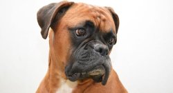 boxer Meme Template